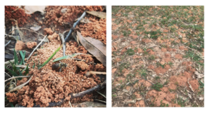 Cover photo for Ground Nesting Bees - What to Look for and What Species to Expect